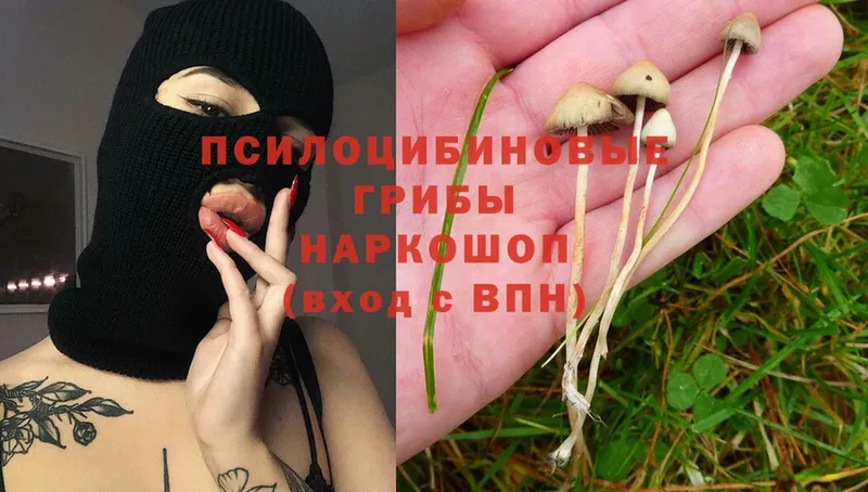 Псилоцибиновые грибы Psilocybe  Нытва 